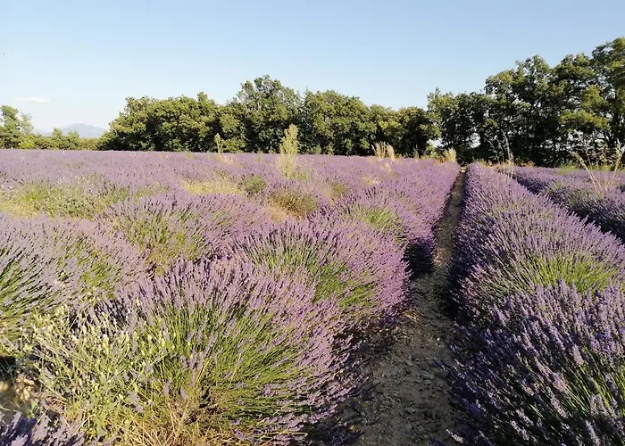 Lou Limbert Valensole