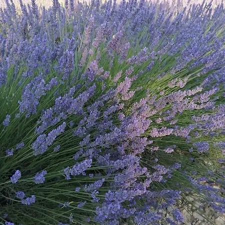 Lou Limbert Appartement