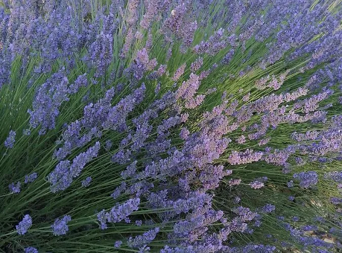 Lou Limbert Apartment